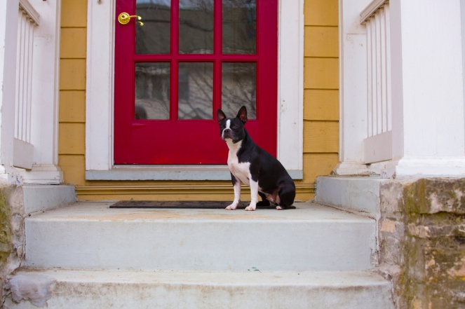 Dog-sitting-on-a-porch-000036561068_Medium